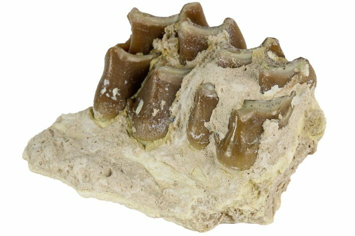 Oreodont (Merycoidodon) Jaw Section - South Dakota #184235